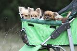 POUSSETTE - STROLLER 004